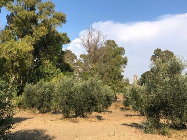 terreno agricolo in vendita a Fiumicino in zona Fregene