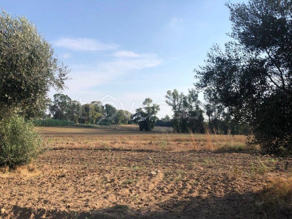 terreno agricolo in vendita a Fiumicino in zona Maccarese