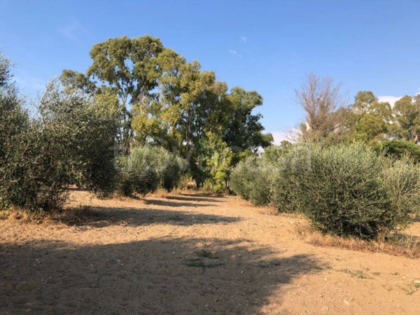 terreno agricolo in vendita a Fiumicino in zona Maccarese
