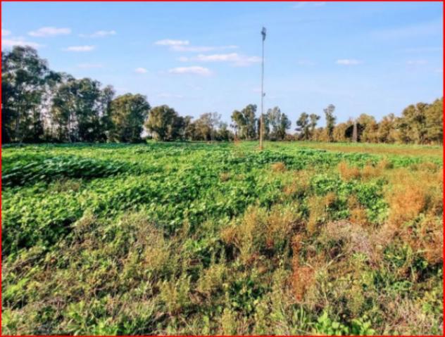 terreno agricolo in vendita a Fiumicino