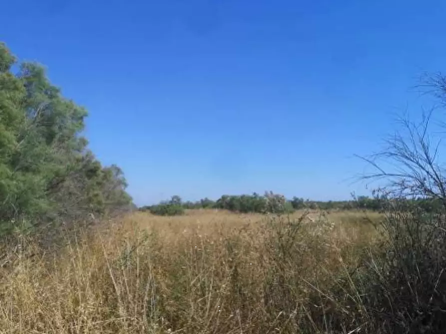 terreno agricolo in vendita a Fiumicino