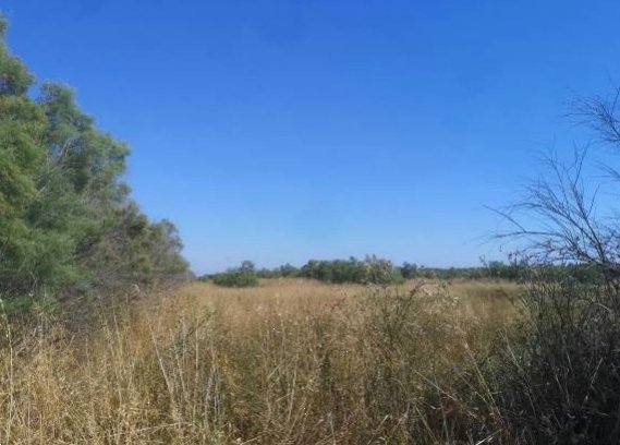 terreno agricolo in vendita a Fiumicino