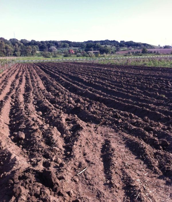 terreno agricolo in vendita a Fiumicino in zona Fregene