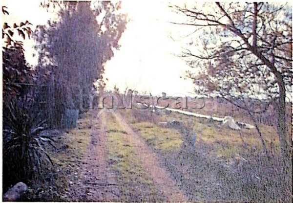 terreno edificabile in vendita a Fiumicino in zona Fregene