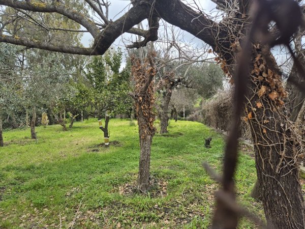 terreno agricolo in vendita a Fiumicino in zona Aranova