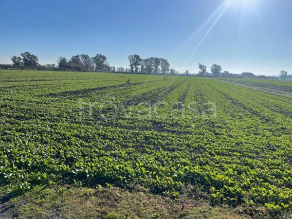 terreno agricolo in vendita a Fiumicino