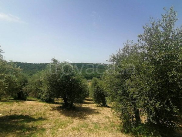 terreno agricolo in vendita a Fonte Nuova
