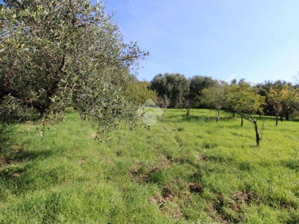 terreno agricolo in vendita a Fonte Nuova