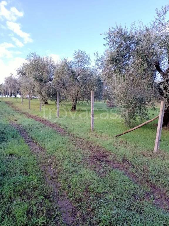 terreno agricolo in vendita a Fonte Nuova in zona Santa Lucia