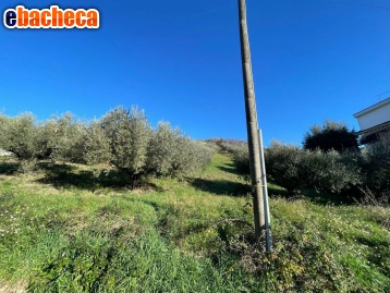 terreno agricolo in vendita a Fonte Nuova in zona Torre Lupara
