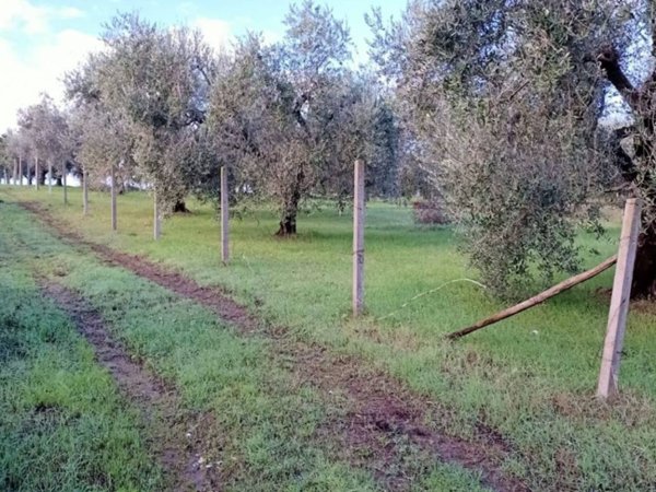 terreno agricolo in vendita a Fonte Nuova in zona Santa Lucia