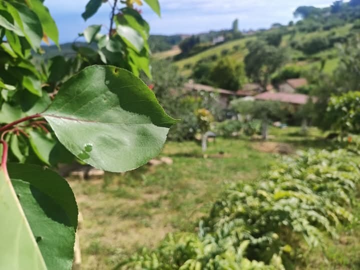 terreno agricolo in vendita a Fonte Nuova