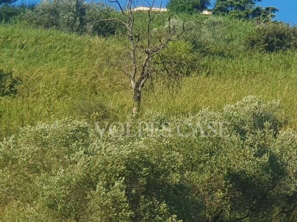 terreno agricolo in vendita a Fonte Nuova