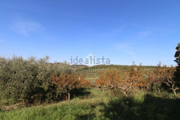 terreno agricolo in vendita a Fonte Nuova