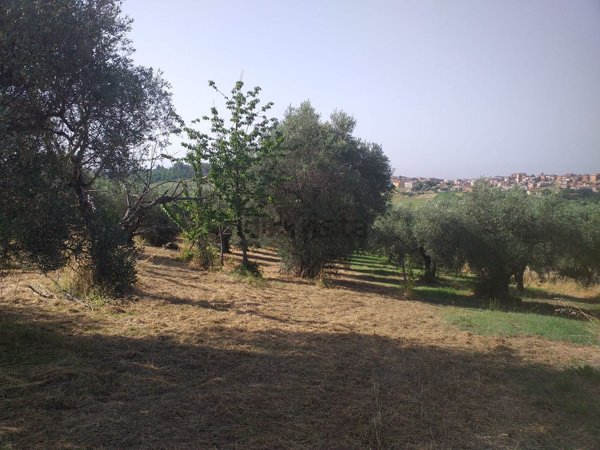 terreno agricolo in vendita a Fonte Nuova in zona Torre Lupara
