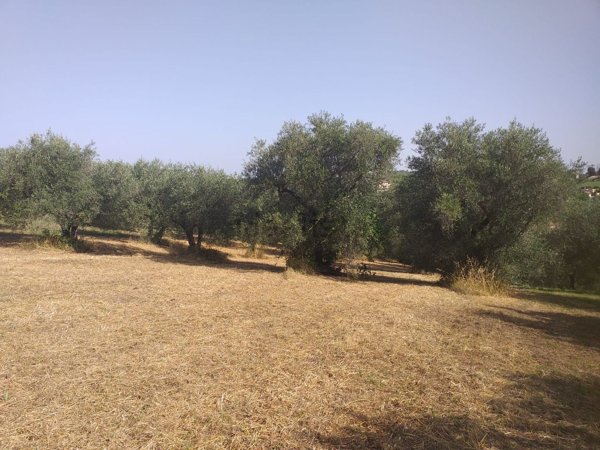 terreno agricolo in vendita a Fonte Nuova in zona Torre Lupara