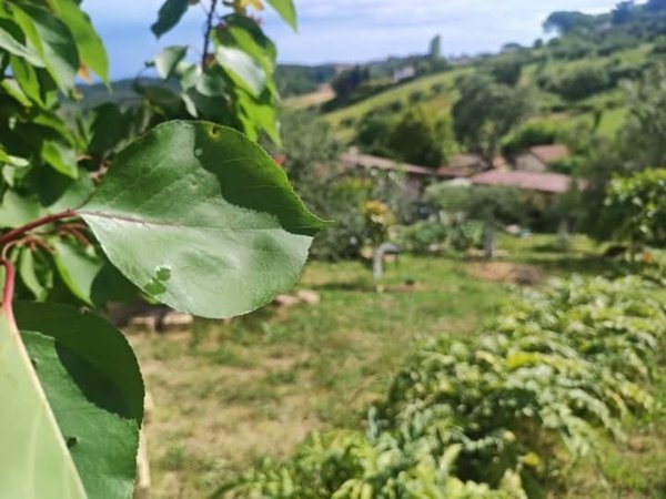 terreno agricolo in vendita a Fonte Nuova in zona Selva dei Cavalieri