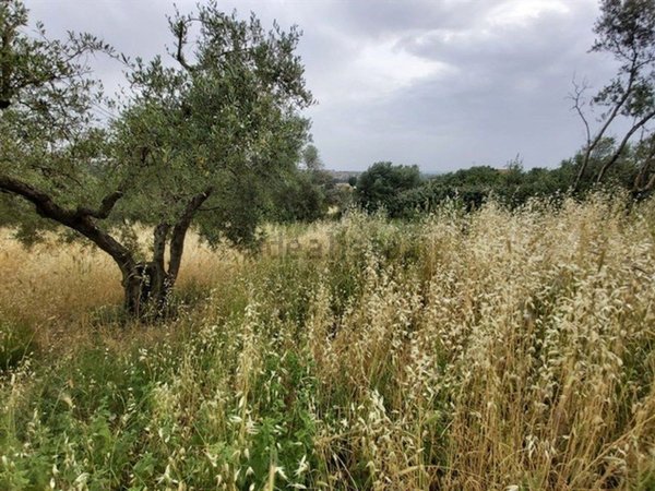 terreno agricolo in vendita a Fonte Nuova in zona Torre Lupara