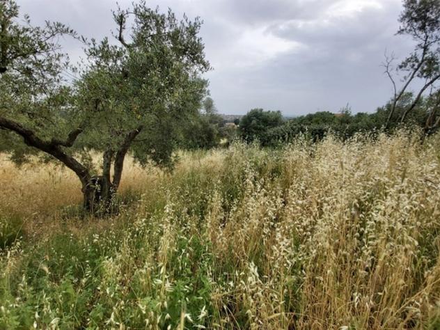 terreno agricolo in vendita a Fonte Nuova in zona Torre Lupara