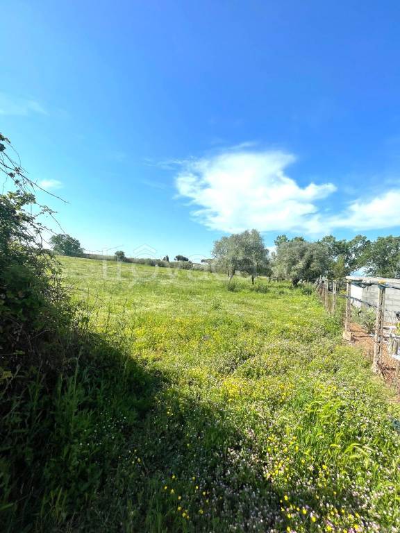 terreno agricolo in vendita ad Aprilia in zona Pantanelle