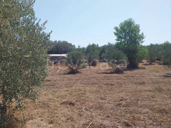terreno agricolo in vendita ad Aprilia