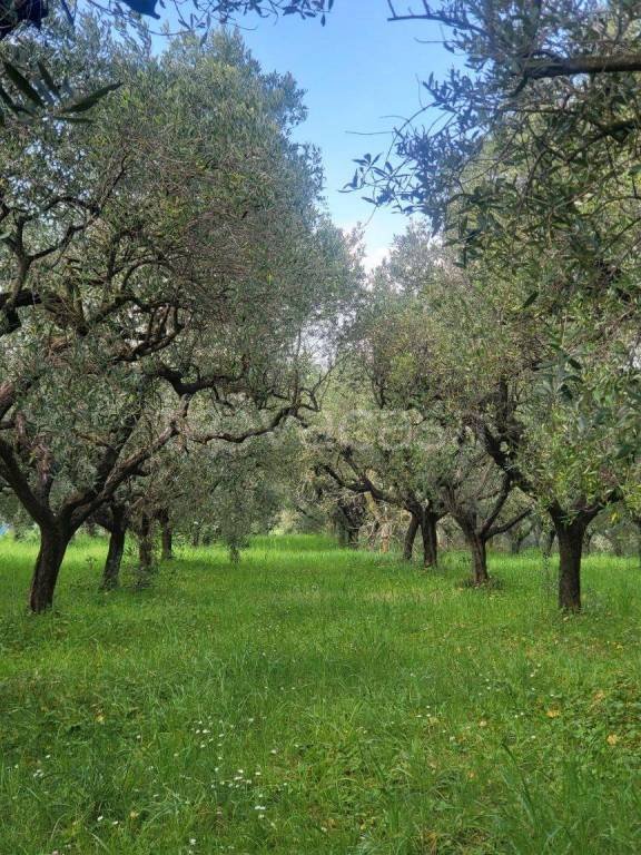 terreno agricolo in vendita ad Aprilia in zona Campoleone