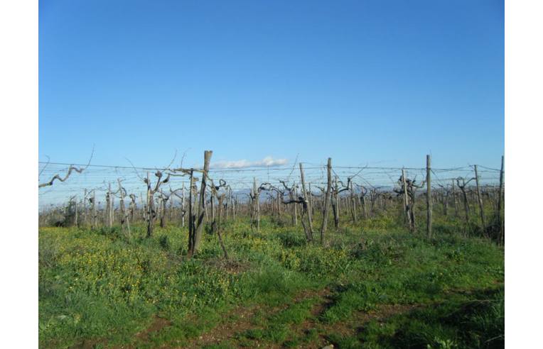 terreno agricolo in vendita ad Aprilia in zona Campoleone