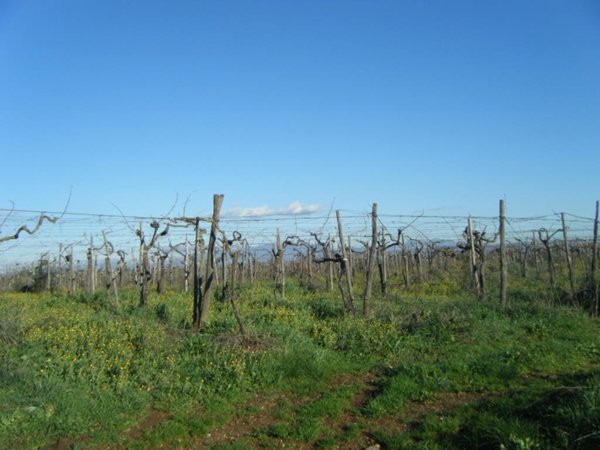 terreno agricolo in vendita ad Aprilia in zona Campoleone