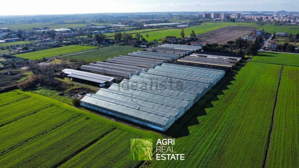 azienda agricola in vendita ad Aprilia in zona Torre del Padiglione