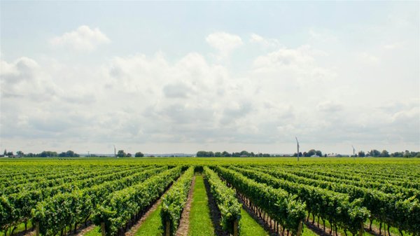 azienda agricola in vendita ad Aprilia in zona Campoverde