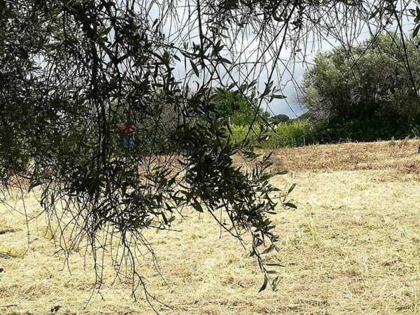 terreno agricolo in vendita ad Aprilia in zona Fossignano
