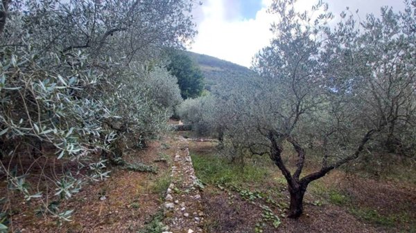 terreno agricolo in vendita a Bassiano