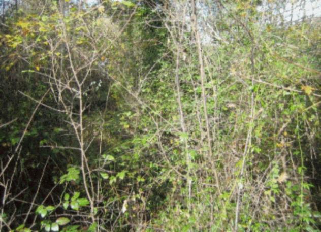 terreno agricolo in vendita a Bassiano