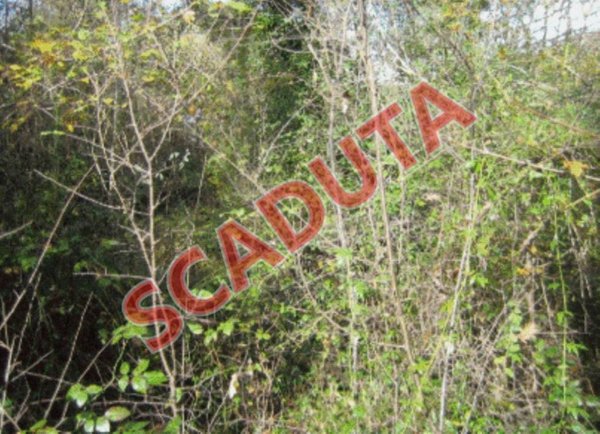 terreno agricolo in vendita a Bassiano