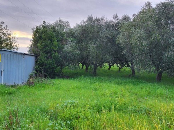 terreno agricolo in vendita a Cisterna di Latina in zona Prato Cesarino