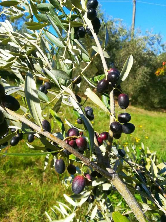 terreno agricolo in vendita a Cisterna di Latina
