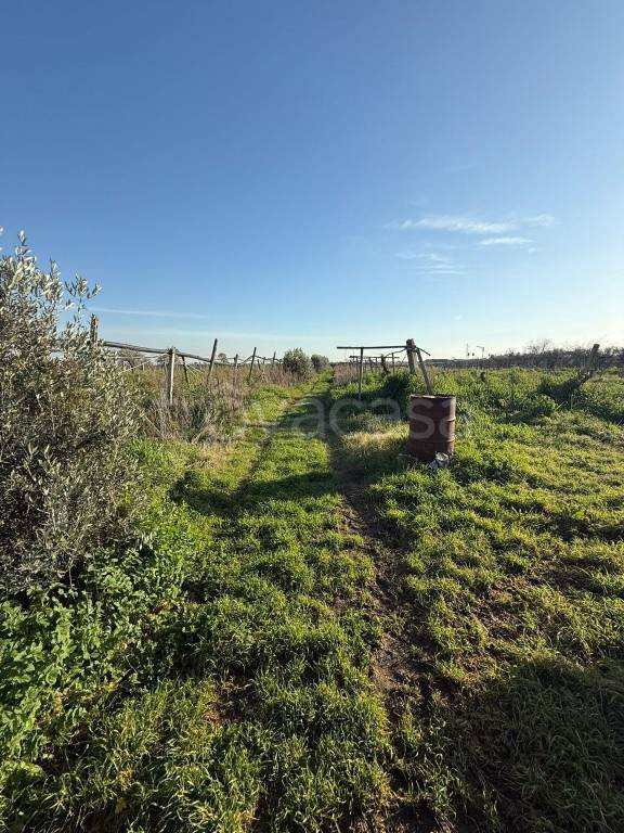 terreno agricolo in vendita a Cisterna di Latina