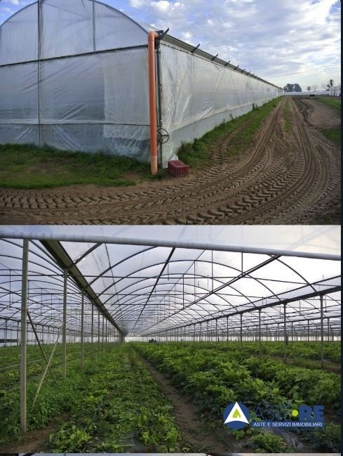terreno agricolo in vendita a Cisterna di Latina