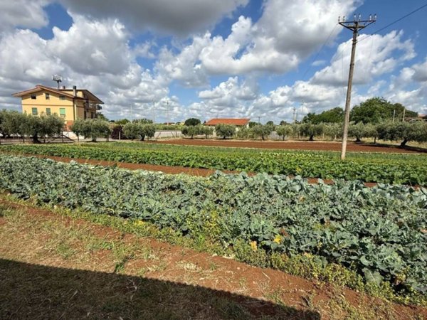 terreno agricolo in vendita a Cisterna di Latina