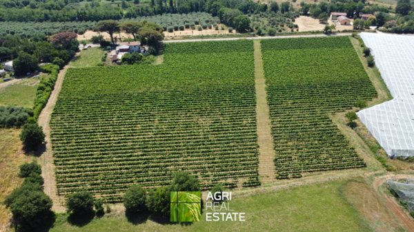 terreno agricolo in vendita a Cisterna di Latina