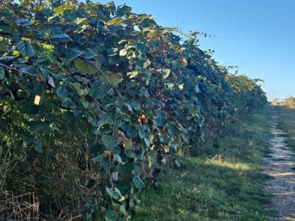 terreno agricolo in vendita a Cisterna di Latina