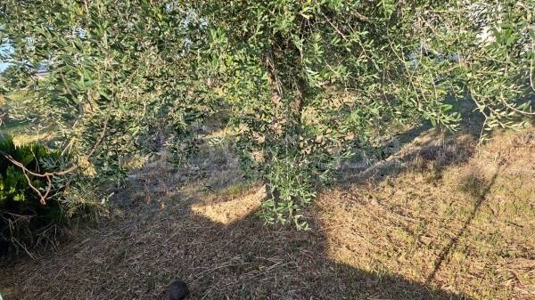 terreno agricolo in vendita a Cisterna di Latina in zona Olmobello