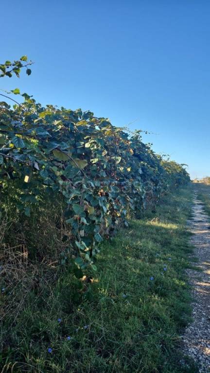 terreno agricolo in vendita a Cisterna di Latina