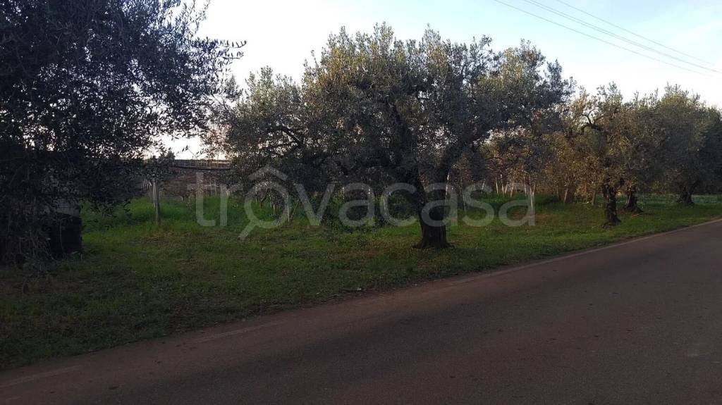 terreno agricolo in vendita a Cisterna di Latina