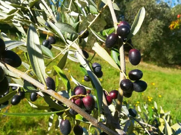 terreno agricolo in vendita a Cisterna di Latina