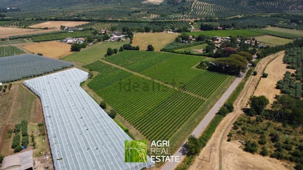 terreno agricolo in vendita a Cisterna di Latina