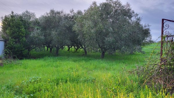 terreno agricolo in vendita a Cisterna di Latina in zona Prato Cesarino