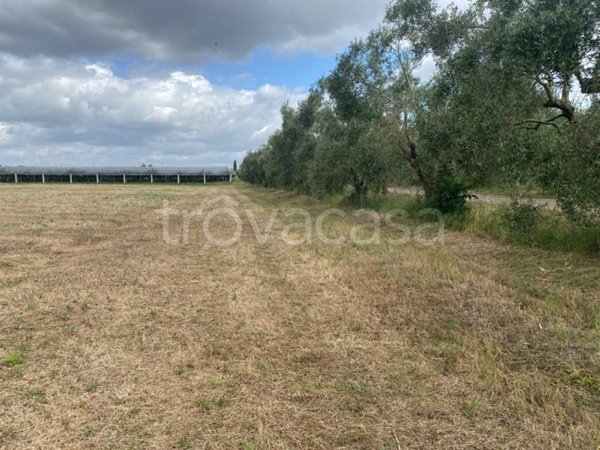 terreno agricolo in vendita a Cisterna di Latina