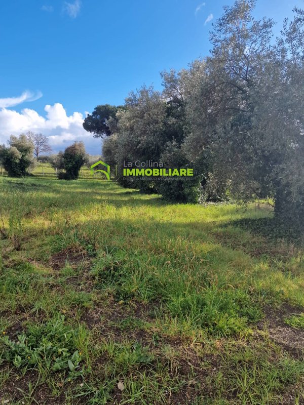 terreno agricolo in vendita a Cisterna di Latina