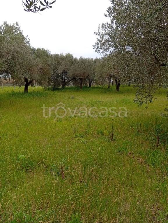 terreno agricolo in vendita a Cisterna di Latina